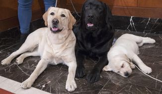 FILE- In this March 28, 2018 file photo, Labrador retrievers Soave, 2, left, and Hola, 10-months, pose for photographs as Harbor, 8-weeks, takes a nap during a news conference at the American Kennel Club headquarters in New York. The Labrador retriever is the American Kennel Club&#39;s most popular U.S. purebred dog of 2018. Labs topped the list for the 28th year in a row. (AP Photo/Mary Altaffer, File)