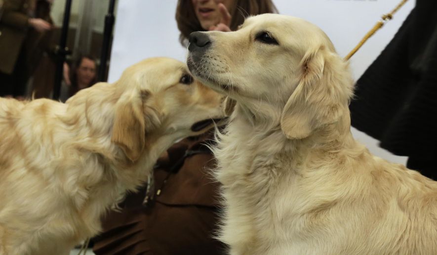 The American Kennel Club&#x27;s third most popular U.S. full bred dog for 2018 is the golden retriever. (AP Photo file photo)