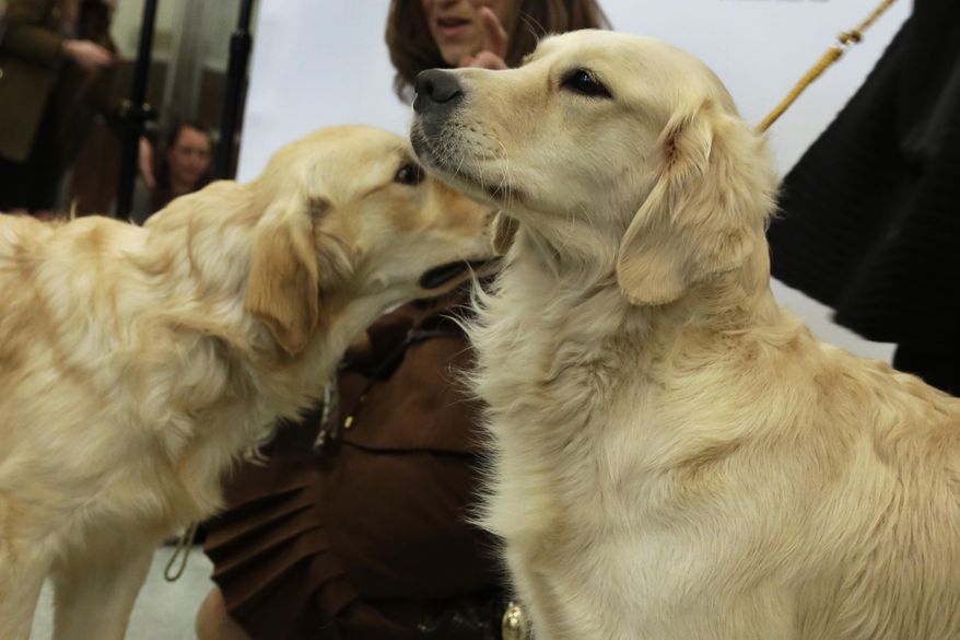 The American Kennel Club's third most popular U.S. full bred dog for 2018 is the golden retriever. (AP Photo file photo)