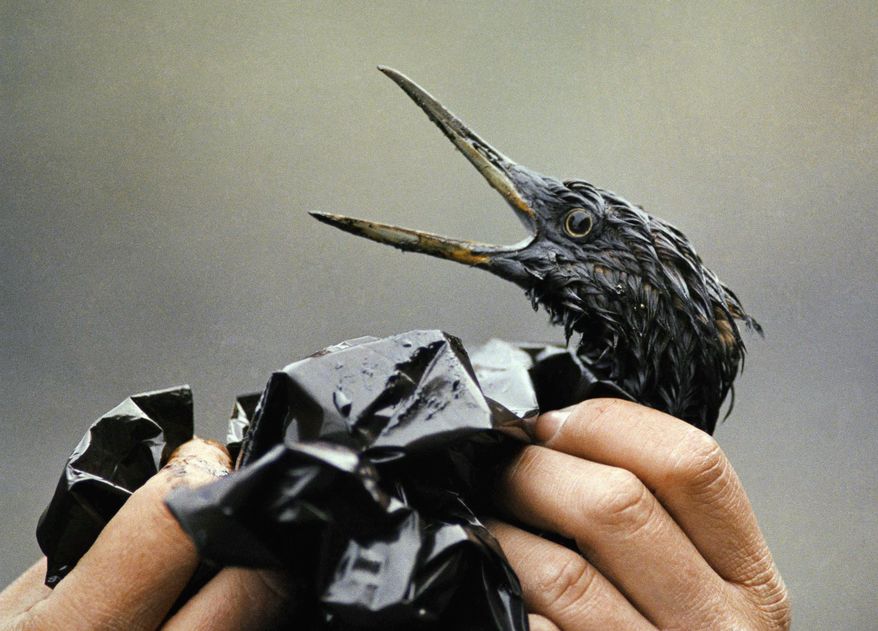 FILE - In this April 1989, file photo, an oil covered bird is examined on an island in Prince William Sound, Alaska. The Exxon Valdez oil spill 30 years ago produced striking images of sea otters and birds soaked in oil and workers painstakingly washing crude off beaches. (AP Photo/Jack Smith, File)