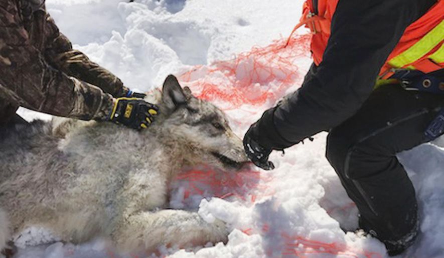 This Feb. 28, 2019 photo provided by the Ontario Ministry of Natural Resources and Forestry, the U.S. National Park Service and the National Parks of Lake Superior Foundation shows an Ontario wolf captured at Michipicoten Island in Ontario, Canada. Authorities are preparing for another mission to relocate gray wolves to Isle Royale National Park from a second Lake Superior island. The wolves would be moved from Michipicoten Island in Canadian territory, where they&#x27;re in danger of starvation after gobbling up a caribou herd. The transfer planned for this weekend is part of a multi-year effort to rebuild wolf numbers at Isle Royale, which have plummeted in the past decade. (Mike Allan/Ontario Ministry of Natural Resources and Forestry via AP)