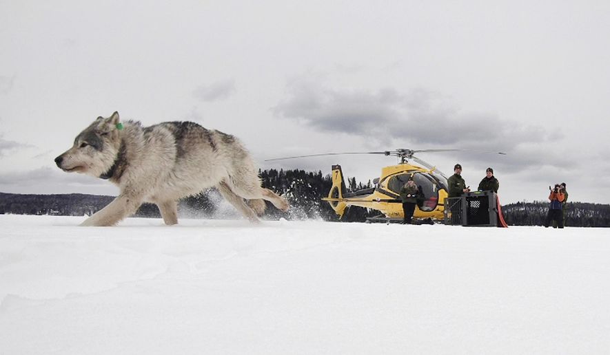FILE - In this Feb. 28, 2019 file photo provided by the Ontario Ministry of Natural Resources and Forestry, the U.S. National Park Service and the National Parks of Lake Superior Foundation, a white wolf is released onto Isle Royale National Park in Michigan. Authorities are preparing for another mission to relocate gray wolves to Isle Royale National Park from a second Lake Superior island. The wolves would be moved from Michipicoten Island in Canadian territory, where they&#x27;re in danger of starvation after gobbling up a caribou herd. The transfer planned for this weekend is part of a multi-year effort to rebuild wolf numbers at Isle Royale, which have plummeted in the past decade. (Daniel Conjanu/The National Parks of Lake Superior Foundation via AP, File)