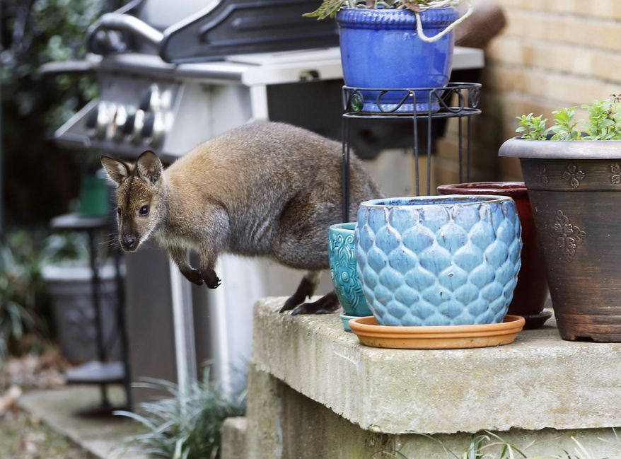 In this Wednesday, March 20, 2019 photo, a wallaby roams on the front porch of a Dallas neighborhood. A neighbor saw the wallaby roaming the neighborhood during his morning walk. The wallaby is native to Australia and New Guinea and part of the same family as kangaroos. Dallas Animal Services announced in a Facebook post Wednesday afternoon that the animal, which they said is named Muggsy, was kept secure until its unidentified owner picked it up. (Vernon Bryant/The Dallas Morning News via AP)