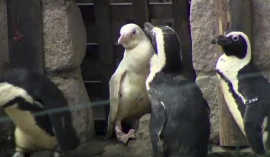 In this image made from video, an albino penguin is seen along in its enclosure in Gdansk zoo, Gdansk, Poland, Friday, March 22, 2019. An extremely rare white penguin has made its public debut at the Gdansk zoo in northern Poland. The albino penguin hatched in mid-December and has been under veterinary care. In natural conditions such unusual-looking penguin would be rejected by other penguins and would have little chance of survival. (AP Photo)