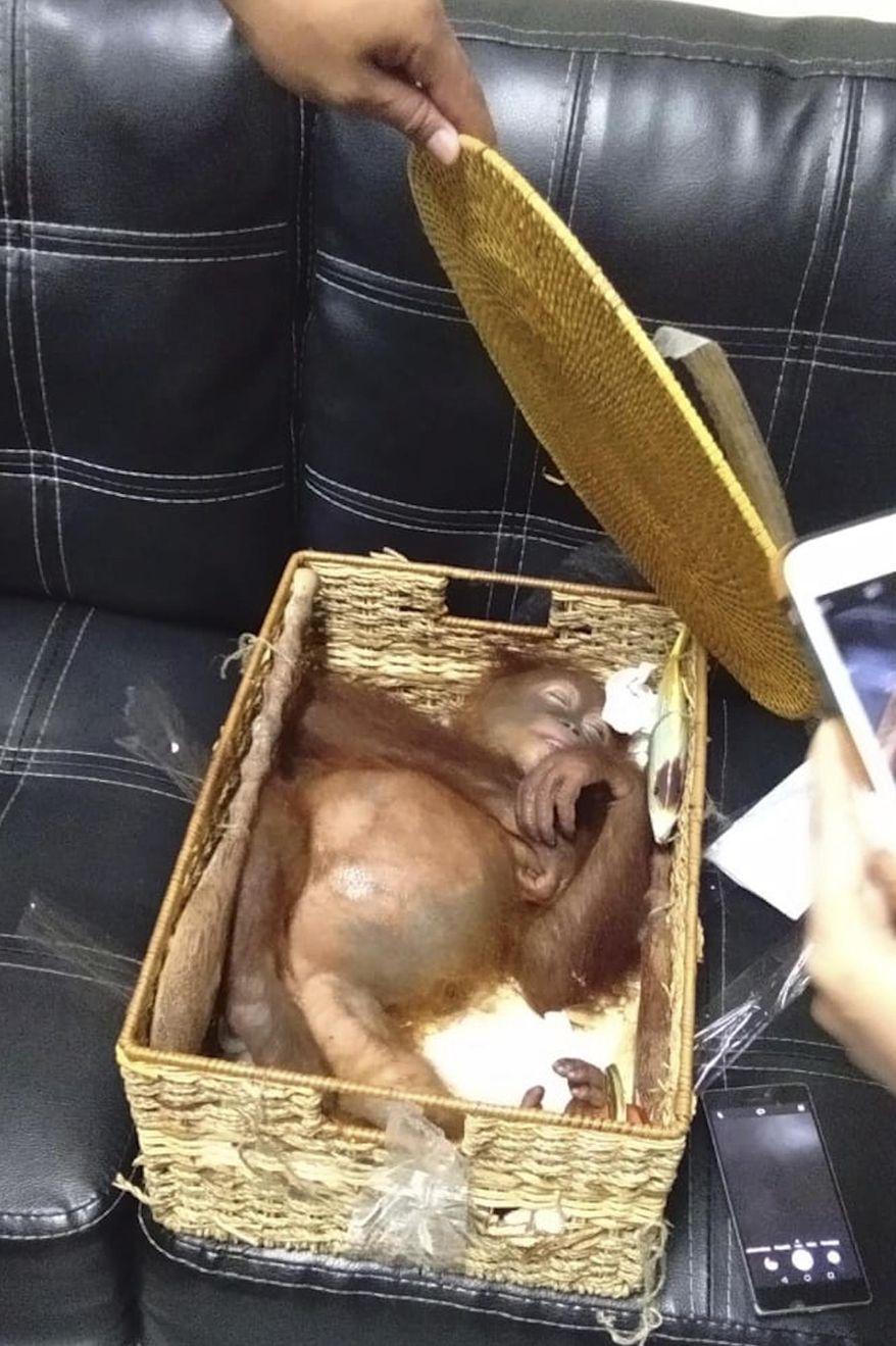 In this Saturday, March 23, 2019, photo released by Natural Resources Conservation Agency of Bali (BKSDA Bali), a sedated two-year-old orangutan rests inside rattan basket following the arrest of a Russian national Andrei Zhestkov who allegedly tried to smuggle the ape out of the resort island at Ngurah Rai International Airport in Bali, Indonesia. Authorities say the 27-year-old Russian tourist was captured late Friday at the airport after an X-ray found the 2-year-old male orangutan in a rattan basket inside his luggage. (BKSDA Bali via AP)