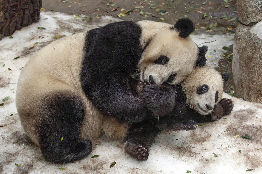 This undated photo provided by San Diego Zoo Global shows giant pandas Bai Yun, a 27-year-old female, and her son, 6-year-old Xiao Liwu, at the San Diego Zoo in San Diego. In honoring the terms of the Zoo's conservation loan agreement with the People's Republic of China, the pandas will leave the San Diego Zoo in April and will be repatriated to their ancestral homeland. "The San Diego Zoo was honored to be chosen by conservationists in China to work with them to develop a new model for species conservation," said Douglas G. Myers, president/CEO, San Diego Zoo Global. "The panda program we began together demonstrates how powerful these collaborative efforts can be. We are extremely grateful to China for sharing the pandas with us and offering us the chance to serve this species in a leadership role." (San Diego Zoo Global via AP)