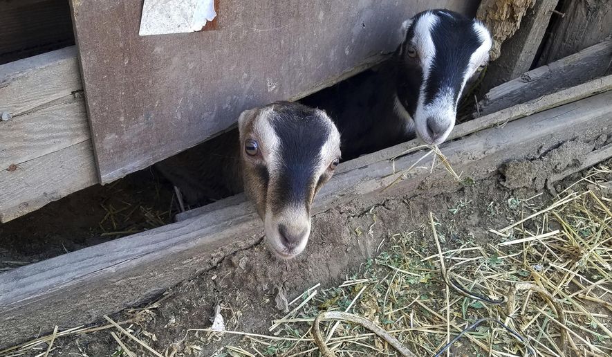 This Monday, March 25, 2019 photo provided by the Fresno County Sheriff's Office shows some of the stolen goats authorities recovered at a home in Fresno, Calif., after a rash of goat thefts in California's San Joaquin Valley. The sheriff's office found the goats Monday and arrested the owner of the property where they were stored. (Tony Botti/Fresno County Sheriff's Office via AP)