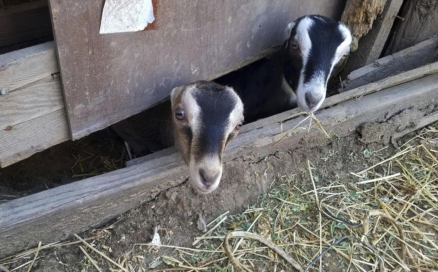 This Monday, March 25, 2019 photo provided by the Fresno County Sheriff's Office shows some of the stolen goats authorities recovered at a home in Fresno, Calif., after a rash of goat thefts in California's San Joaquin Valley. The sheriff's office found the goats Monday and arrested the owner of the property where they were stored. (Tony Botti/Fresno County Sheriff's Office via AP)
