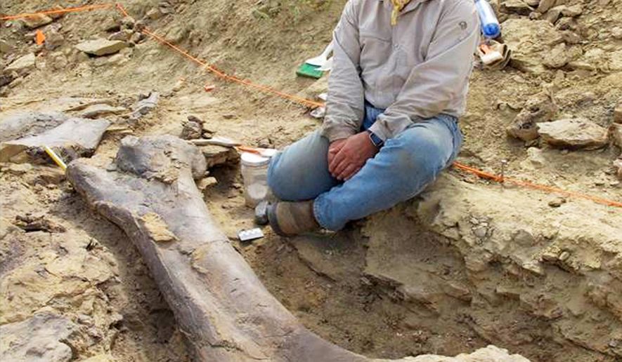 In this summer, 2017 photo, professor Phil Manning, of the University of Manchester, in England, and scientist in residence at the Children's Museum of Indianapolis, sits near a femur of a sauropod dinosaur at a dig site in northern Wyoming called the "Jurassic Mile." The museum is leading a project to bring 100 scientists to the promising new site this coming summer. (Children's Museum of Indianapolis via AP)