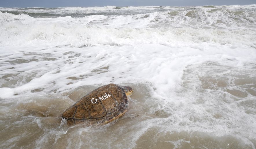 A loggerhead turtle swims into the Atlantic Ocean during a release of 36 turtles by staff members of the National Aquarium Wednesday, March 20, 2019, in New Smyrna Beach, Fla. “For me, it’s a sense of joy and accomplishment and contributing to conservation being able to put them back out there,” said Kate Shaffer, rehabilitation manager at National Aquarium Baltimore, which coordinated the release with four other groups. (AP Photo/Phelan M. Ebenhack)