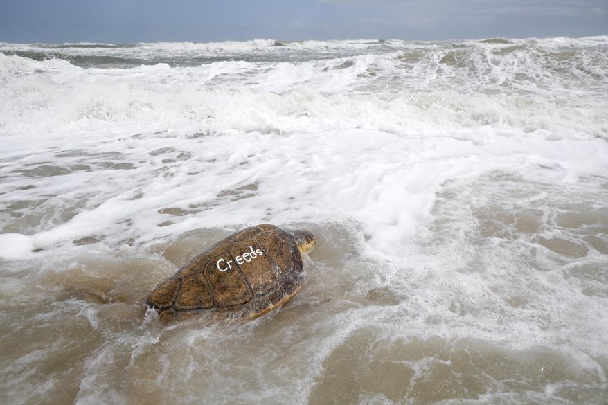 A loggerhead turtle swims into the Atlantic Ocean during a release of 36 turtles by staff members of the National Aquarium Wednesday, March 20, 2019, in New Smyrna Beach, Fla. “For me, it’s a sense of joy and accomplishment and contributing to conservation being able to put them back out there,” said Kate Shaffer, rehabilitation manager at National Aquarium Baltimore, which coordinated the release with four other groups. (AP Photo/Phelan M. Ebenhack)