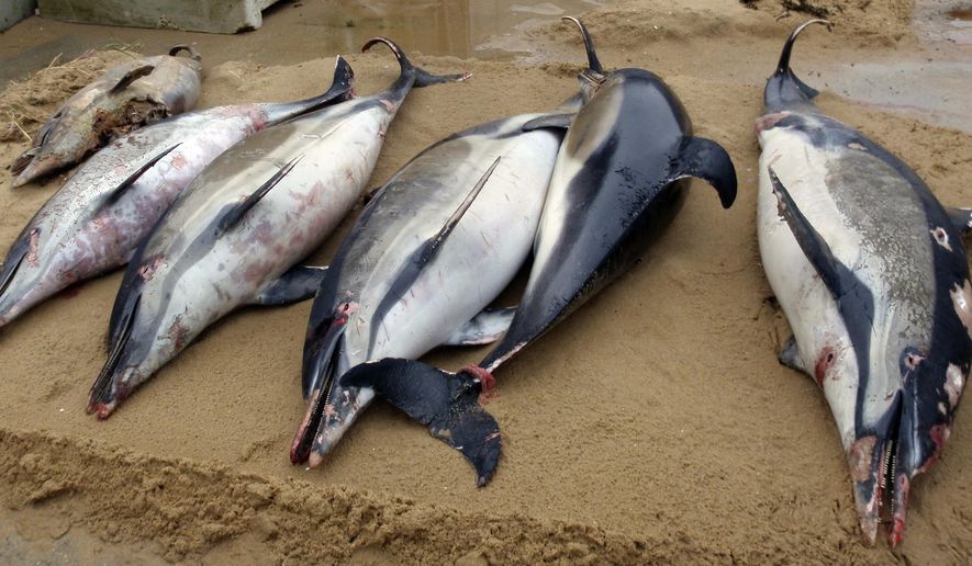 This photo taken on March 7, 2019 and provided by the Observatoire Pelagis shows dead dolphins on a shore of La Tranche sur Mer, on the Atlantic coast, western France. France has been shaken into action after a record number of dead dolphins have washed up on the country’s Atlantic coast this year, many clearly victims of industrial fishing. More than a 1,000 corpses, according to French marine researchers _ death toll that has alarmed animal welfare groups and prompted France’s ecology minister to launch a national plan to protect them. (Cecile Dars, Observatoire Pelagis/CNRS/Universite de la Rochelle via AP)