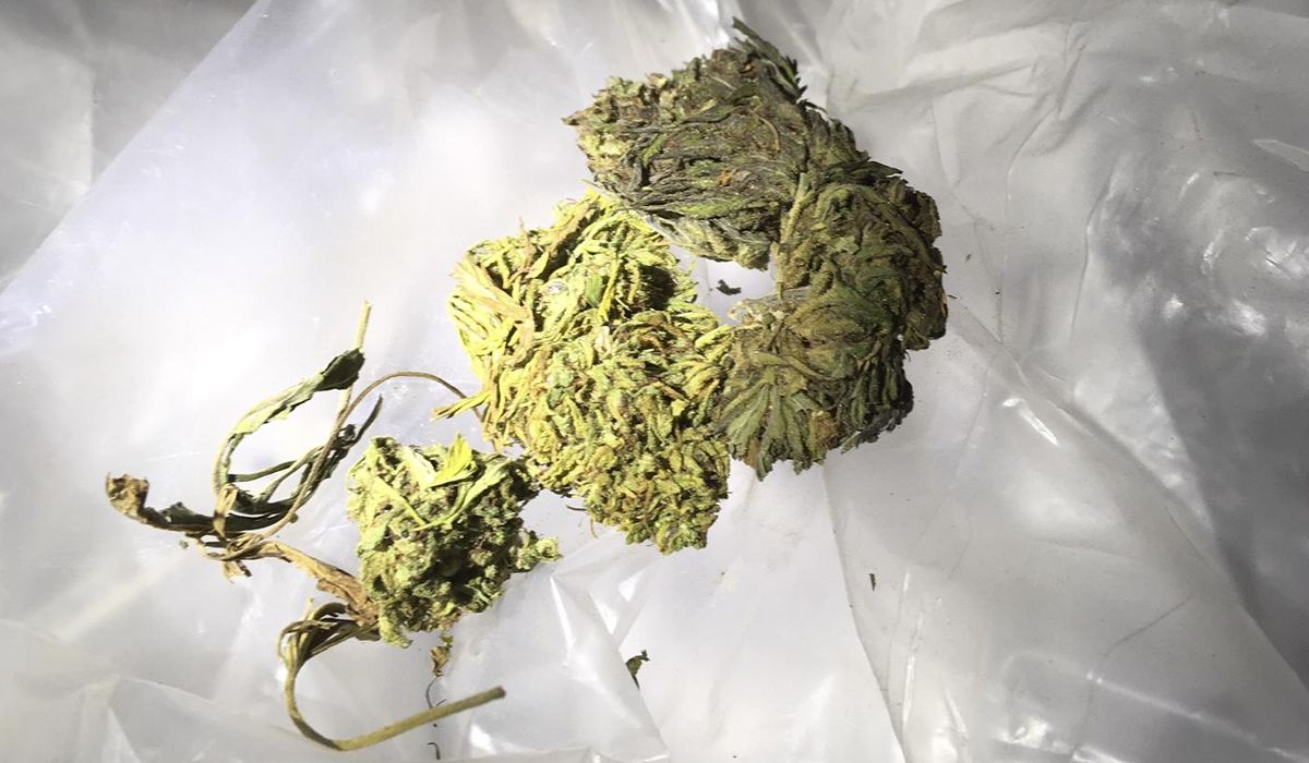 NextImg:California man arrested in Philadelphia for trying to fly to Ireland with 72 pounds of weed in check