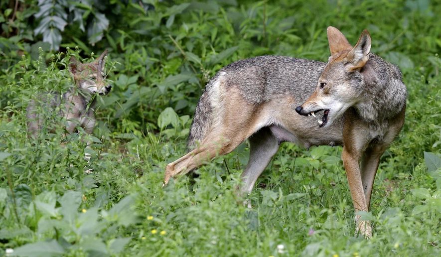 FILE - In this June 13, 2017 file photo, a red wolf female peers back at her 7-week old pup in their habitat at the Museum of Life and Science in Durham, N.C. A panel of top scientists has concluded that the endangered red wolf is a species unto itself. The government-funded study by the National Academy of Sciences gives the beleaguered canine a scientific and political boost at a time when its numbers have plummeted in the wild. (AP Photo/Gerry Broome, File)