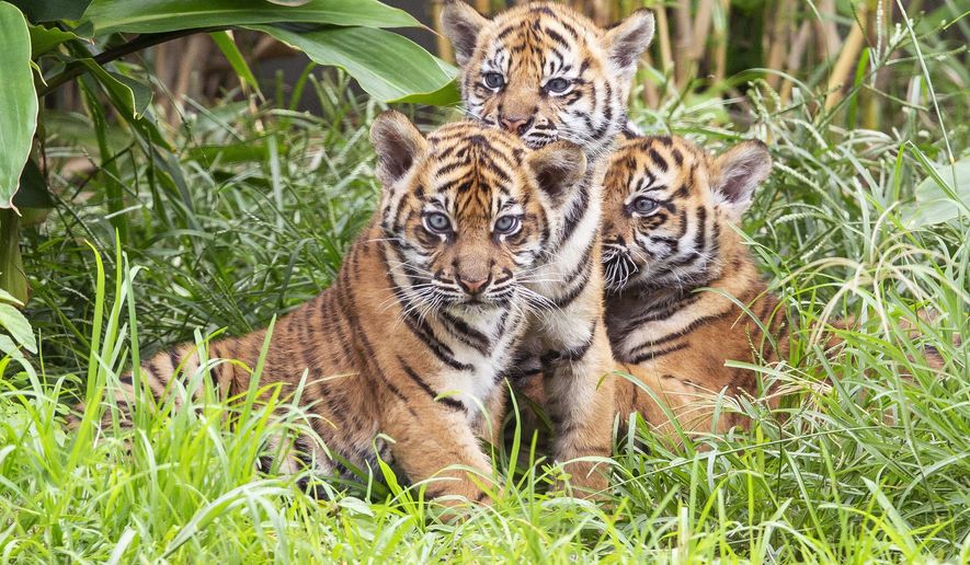 CORRECTS DATE: In this photo released by the Taronga Zoo Sydney, three Sumatran tiger cubs born at the Taronga Zoo in their habitat, Monday, March 25, 2019, in Sydney, Australia. Taronga Zoo manager Mandy Everett said the cubs were born on Jan. 17 to first-time mother Kartika. The female cubs were named Mawar, or Rose in Indonesian, and Tengah Malam, which means Midnight. The male’s name is Pemanah, or Archer. (Rick Stevens/Taronga Zoo Sydney via AP)