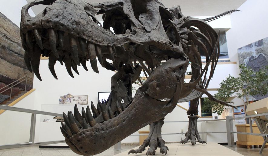 FILE - This Tuesday, Aug. 15, 2017 file photo shows a model of a Tyrannosaurus rex on display in the New Mexico Museum of Natural History and Science in Albuquerque, N.M. New research released on Friday, March 29, 2019 captures a fossilized snapshot of the day nearly 66 million years ago when an asteroid hit the Earth, fire rained from the sky and the ground shook far worse than any modern earthquake. It was the day that nearly all life on Earth went extinct, including the dinosaurs. (AP Photo/Susan Montoya Bryan)