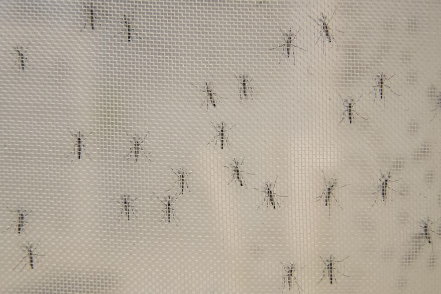 This Tuesday, Feb. 12, 2019 photo shows male mosquitos at the the Vosshall Laboratory at Rockefeller University in New York. In 2018, researchers at the lab published a much-improved description of the DNA code for a particularly dangerous species of mosquito: Aedes aegypti, notorious for spreading Zika, dengue and yellow fever. (AP Photo/Mary Altaffer)