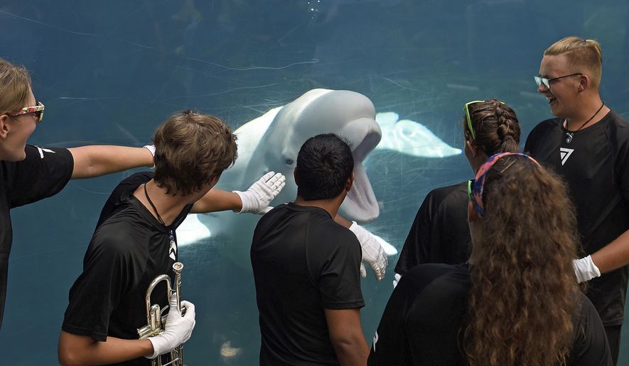 In this July 5, 2018 file photo, members of the brass ensemble for the 7th Regiment Drum and Bugle Corps interact with Juno, one of the Beluga whales at Mystic Aquarium, in Stonington, Conn. The aquarium is one of the state's top tourist stops. Lawmakers are considering whether to devote more resources to boost tourism in Connecticut after years of tight budgets. Ideas include devoting more hotel tax revenue for tourism promotion and reopening or expanding the hours of the state visitor welcome centers. There’s also a call for overhauling the state’s slogan, “Connecticut: Still Revolutionary.” (Sean D. Elliot/The Day via AP, File)
