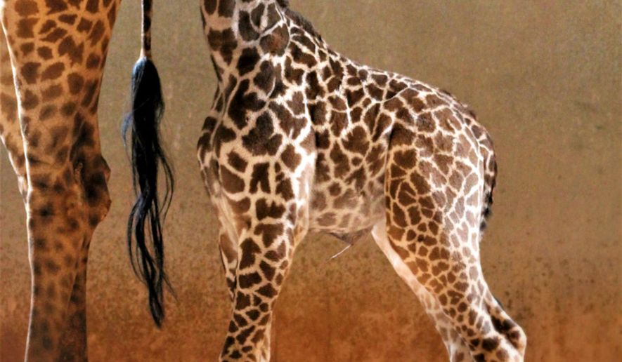 This Wednesday, March 27, 2019 photo provided by the Phoenix Zoo shows their newest addition, a nearly 6-foot tall giraffe, as yet unnamed, that was born at the zoo to a pair of Masai giraffes on March 22. She's currently bonding with her mom Sunshine in the zoo's giraffe barn, out of public sight. The calf is the second born to Sunshine and the third sired by giraffe baby daddy Miguu. She will join her sisters Siku, born in September 2017, and Rafiki, born in June 2018, in the zoo's public Savanna exhibit when she's ready. (Phoenix Zoo via AP)