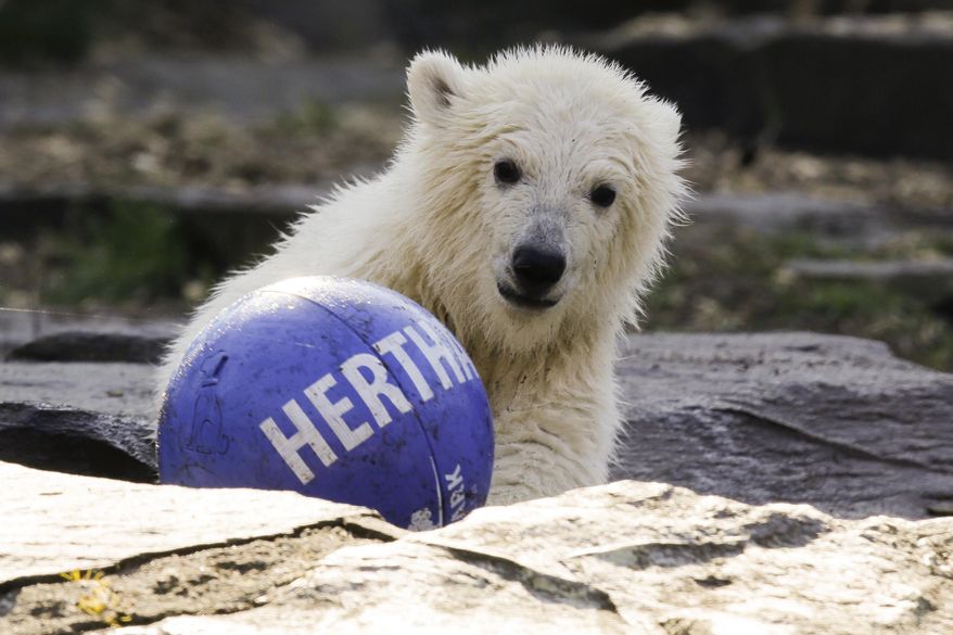 The polar bear cub Hertha plays with a ball of soccer club Hertha BSC, after the announcing of her name, at the Tierpark zoo in Berlin, Tuesday, April 2, 2019. The Berlin soccer club is the sponsor of the bear and decide for the name of the animal, who was born Dec. 1, 2018 at the Tierpark. (AP Photo/Markus Schreiber)