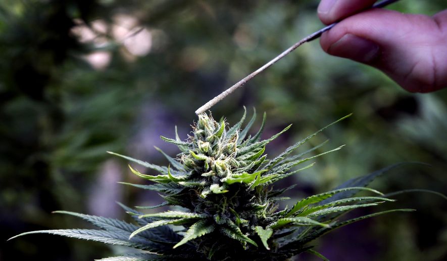 In this April 24, 2018 file photo, a hemp plant is pollinated at the Unique Botanicals facility in Springfield, Ore. The Senate has approved legislation to legalize hemp in Idaho. The Senate voted 32-3 Monday, April 1, 2019, to approve the bill that would legalize the growing and selling of hemp products containing 0.3 percent or less of THC, the cannabis compound that gives marijuana its high. (AP Photo/Don Ryan, File) **FILE**