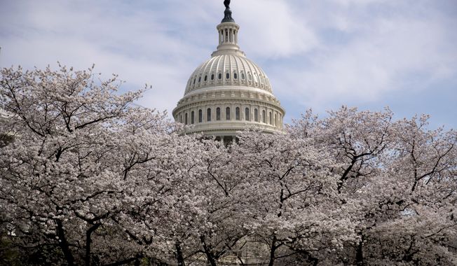 The Dome of the U.S. Capitol Building is visible as cherry blossom trees bloom on the West Lawn, Saturday, March 30, 2019, in Washington. Peak bloom is expected April 1, according to the National Park Service. (AP Photo/Andrew Harnik)