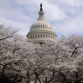 The dome of the U.S. Capitol Building is visible as cherry blossom trees bloom on the West Lawn, Saturday, March 30, 2019, in Washington. (AP Photo/Andrew Harnik) ** FILE **