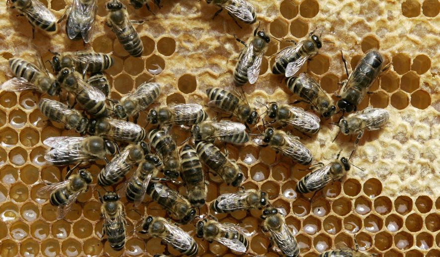 FILE - In this May 21, 2008 file photo, honey bees sit on a honeycomb in Germany. The German state of Bavaria is set to accept in large part a plan by environmentalists to save bees and protect biodiversity, averting a referendum on the issue. Leaders of Bavaria’s two governing parties _ both traditional allies of farmers, who have criticized the proposal _ said on Wednesday. April 3, 2019, that they would back the plan in the state legislature. (AP Photo/Heribert Proepper, File)