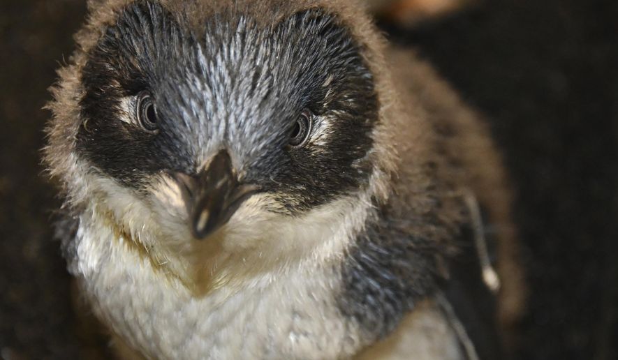 This Monday, April 1, 2019 photo provided by the Louisville Zoo shows Squirt, a baby penguin at the zoo in Louisville, Ky. Some Louisville Zoo employees are serving as surrogate parents for a pair of baby penguins. The zoo in Kentucky’s largest city said Monday that four little penguins hatched in January 2019. (Kyle Shepherd/Louisville Zoo via AP)