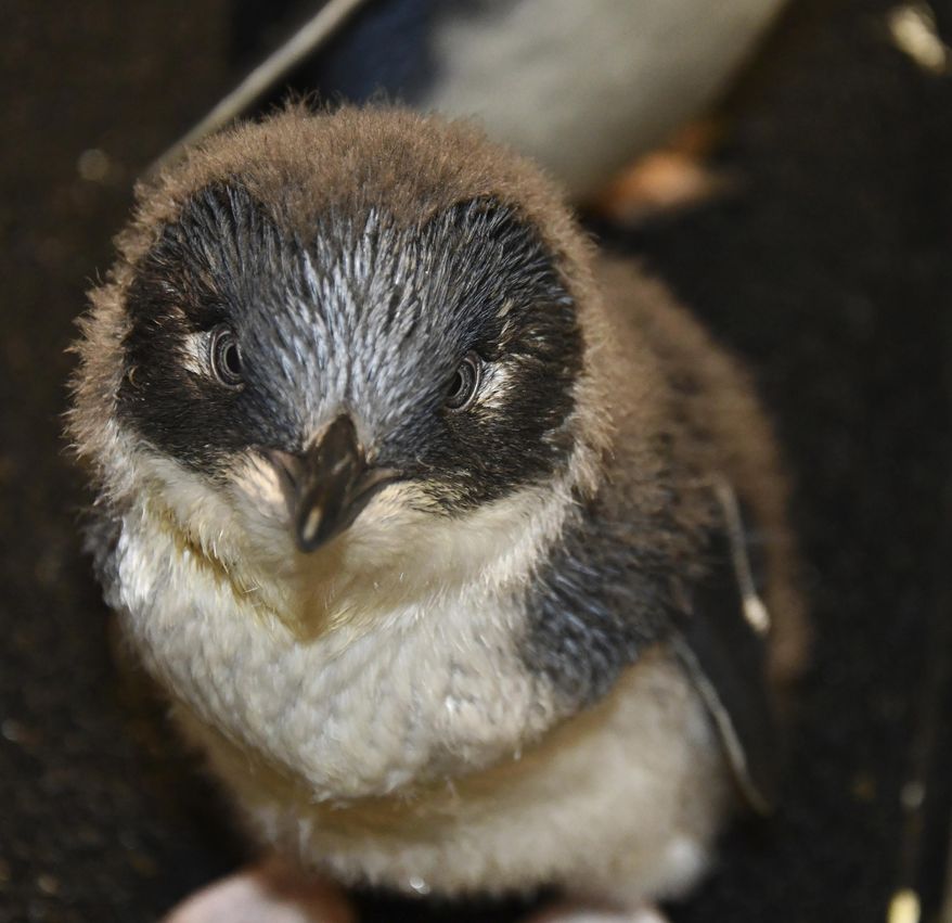 This Monday, April 1, 2019 photo provided by the Louisville Zoo shows Squirt, a baby penguin at the zoo in Louisville, Ky. Some Louisville Zoo employees are serving as surrogate parents for a pair of baby penguins. The zoo in Kentucky’s largest city said Monday that four little penguins hatched in January 2019. (Kyle Shepherd/Louisville Zoo via AP)