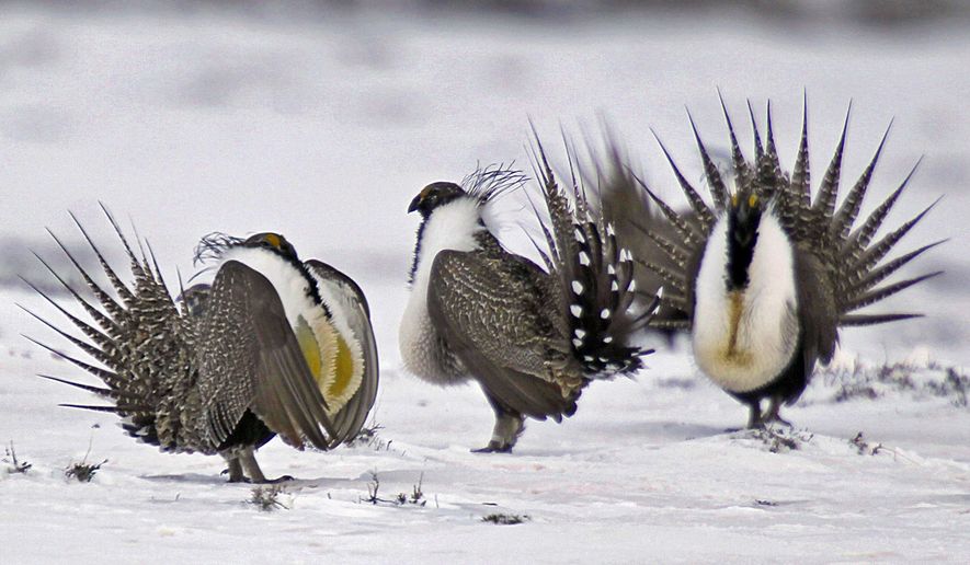 FILE - In this April 20, 2013 file photo, male greater sage grouse perform mating rituals for a female grouse, not pictured, on a lake outside Walden, Colo. Wyoming's new governor plans no big changes to the state's sage grouse conservation strategy even as U.S. officials take a new approach to protecting the birds. Republican Gov. Mark Gordon announced Wednesday, April 3, 2019, he will extend a public-comment period from April 8 to May 1 before he revises Wyoming's strategy. (AP Photo/David Zalubowski, File)