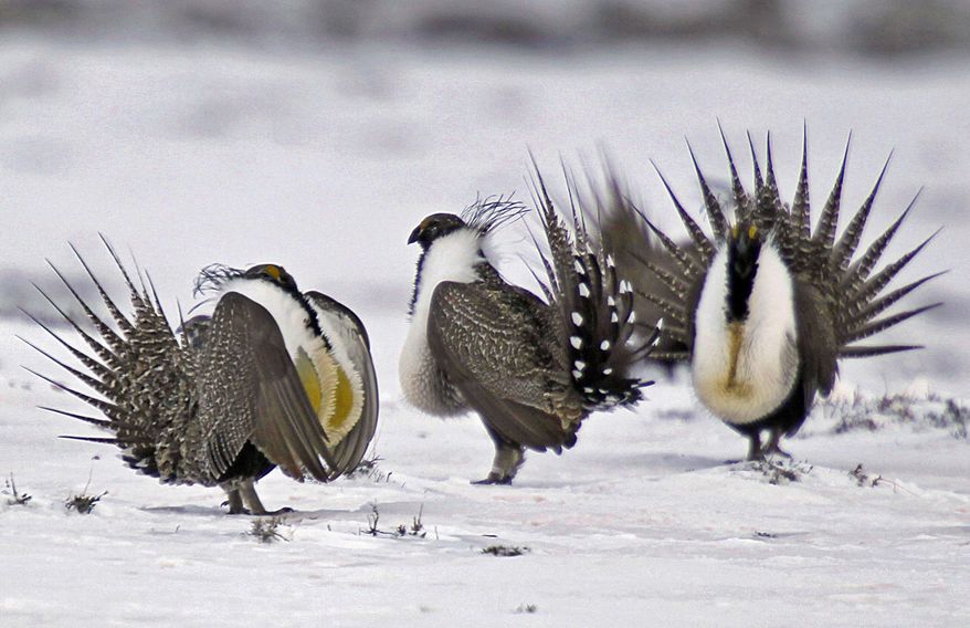 FILE - In this April 20, 2013 file photo, male greater sage grouse perform mating rituals for a female grouse, not pictured, on a lake outside Walden, Colo. Wyoming's new governor plans no big changes to the state's sage grouse conservation strategy even as U.S. officials take a new approach to protecting the birds. Republican Gov. Mark Gordon announced Wednesday, April 3, 2019, he will extend a public-comment period from April 8 to May 1 before he revises Wyoming's strategy. (AP Photo/David Zalubowski, File)