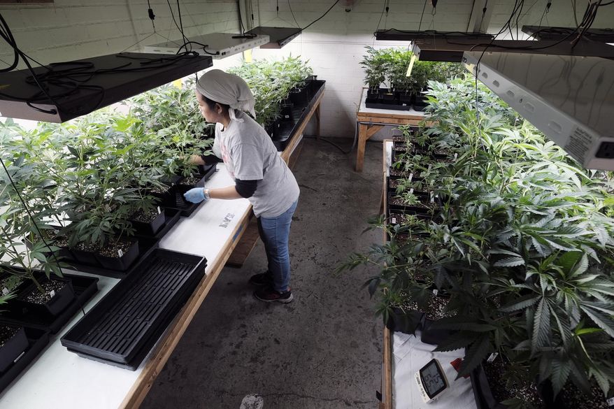 FILE - In this Dec. 27, 2018 file photo a grower at Loving Kindness Farms attends to a crop of young marijuana plants in Gardena, Calif. The California Senate on Thursday, April 4 moved to close a licensing gap for state marijuana growers, the latest problem to bedevil the shaky legal marketplace. (AP Photo/Richard Vogel, File)