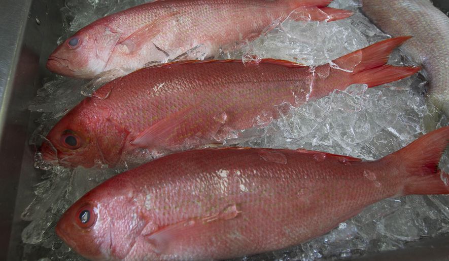 FILE - In this May 16, 2012, file photo, fresh red snapper is iced and ready for sale at Aquila Seafood in Bon Secour, Ala. The group that manages Gulf of Mexico fishing in federal waters says states can keep managing anglers' catch of red snapper. The popular sport and table fish is still recovering from nearly disastrous overfishing. The Gulf of Mexico Fisheries Management Council announced the decision Thursday, April 4, 2019 in Biloxi, Mississippi. (AP Photo/Dave Martin, File)