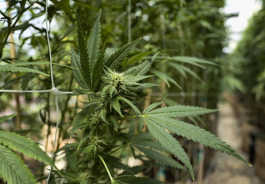 FILE - This Sept. 11, 2018, file photo shows cannabis plants growing at a greenhouse at SLOgrown Genetics in the coastal mountain range of San Luis Obispo, Calif. A coalition of 25 local governments has filed a lawsuit against the California Bureau of Cannabis Control in an effort to invalidate regulations allowing delivery of commercial cannabis statewide. (AP Photo/Richard Vogel, File)