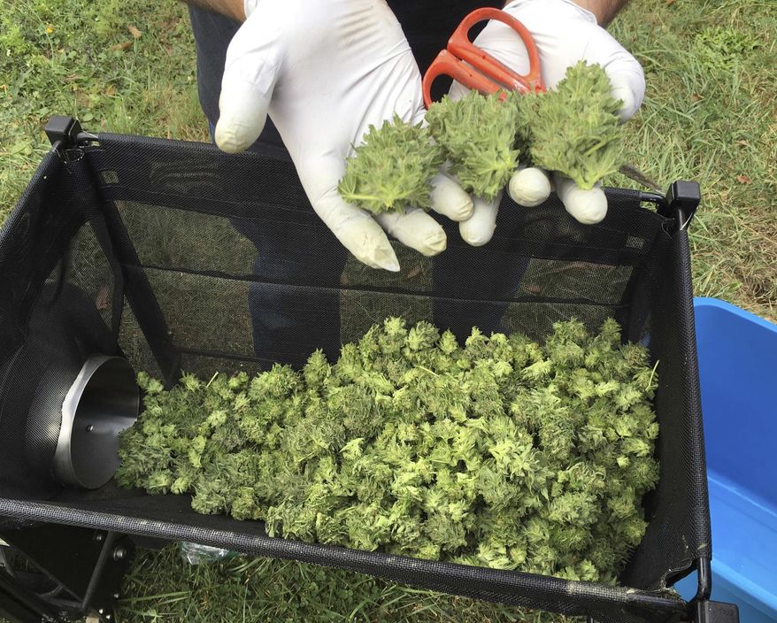 FILE - In this Sept. 30, 2016 file photo, a marijuana harvester examines buds going through a trimming machine near Corvallis, Ore. Oregon lawmakers are anticipating the federal government legalizing, or at least tolerating, the interstate transfer of marijuana and have moved forward a bill empowering the governor to enter into agreements with other states for such transactions. The completely rewritten bill was approved by the Senate Judiciary Committee in April 2019, sending it to the Senate floor for a vote. (AP Photo/Andrew Selsky, File)