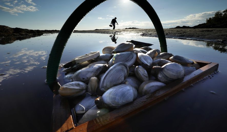 FILE - In this Sept. 2, 2016, file photo, a basket of clams sit in the water as Mike Suprin, of Rollinsford, N.H., calls it a day after filling his basket with softshell clams at Cape Porpoise in Kennebunkport, Maine. State lawmakers will consider a proposal in 2019 designed to boost the state's sagging clam harvest. But clammers and conservationists are already divided about the idea. (AP Photo/Robert F. Bukaty, File)