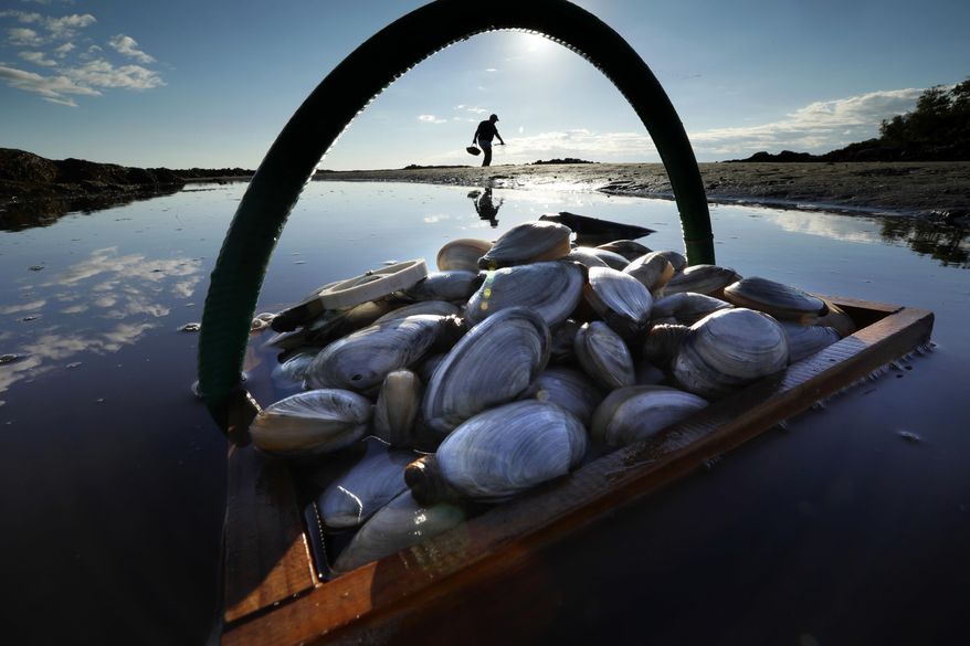 FILE - In this Sept. 2, 2016, file photo, a basket of clams sit in the water as Mike Suprin, of Rollinsford, N.H., calls it a day after filling his basket with softshell clams at Cape Porpoise in Kennebunkport, Maine. State lawmakers will consider a proposal in 2019 designed to boost the state's sagging clam harvest. But clammers and conservationists are already divided about the idea. (AP Photo/Robert F. Bukaty, File)