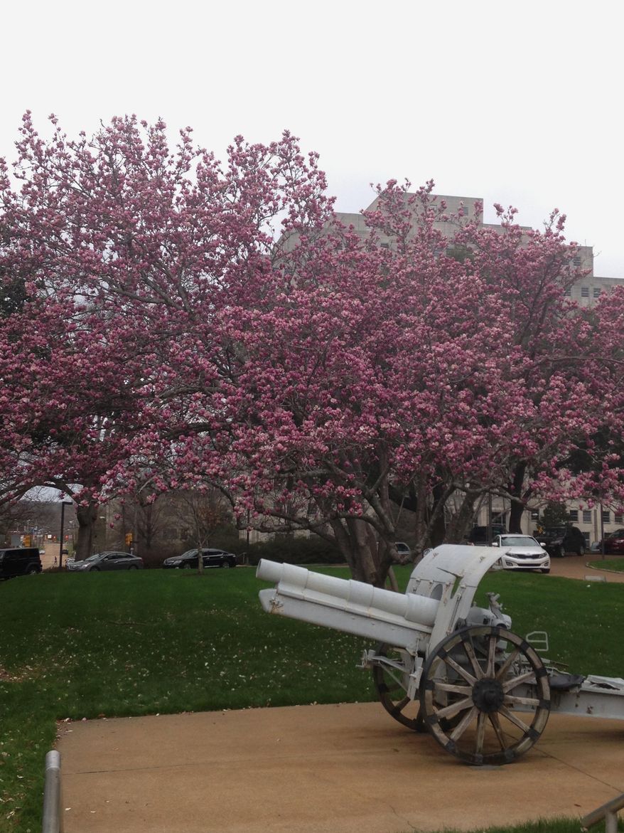 This Jan. 25, 2017, photo shows one of the two World War I cannons that had been on display for decades outside the Mississippi Capitol in downtown Jackson, Miss. The cannons were removed Thursday, April 11, 2019, and taken to the Armed Forces Museum at Camp Shelby near Hattiesburg, Miss., where they will be restored and put on display. (AP Photo/Emily Wagster Pettus)