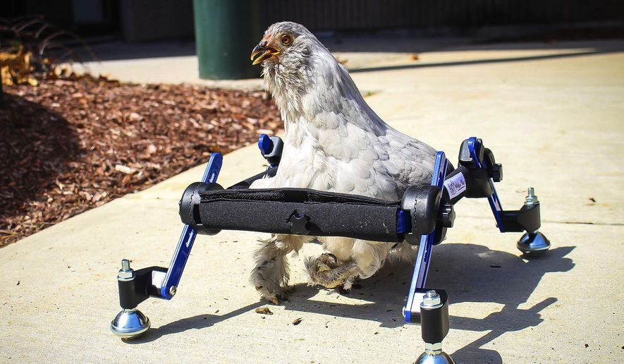 In this provided by Mikayla Feehan and taken on April 3, 2019, a pet chicken named Granite Heart tests out a custom wheelchair made by Walkin’ Pets in Amherst, N.H. On a recent SNL episode, the television show's "Weekend Update" co-host said she should "just eat the chicken." Ten-year-old Alora Wood of Underhill, Vermont, tells NECN-TV that she knows the segment was meant to be a joke, but says what if it was a dog.The chicken was born with a deformed foot. (Mikayla Feehan/Via AP)