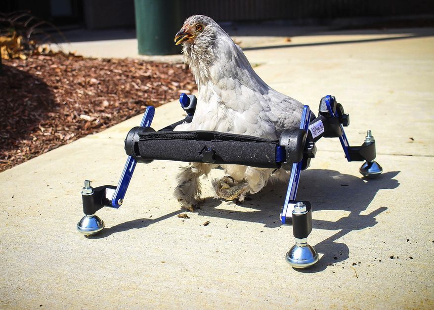 In this provided by Mikayla Feehan and taken on April 3, 2019, a pet chicken named Granite Heart tests out a custom wheelchair made by Walkin’ Pets in Amherst, N.H. On a recent SNL episode, the television show's "Weekend Update" co-host said she should "just eat the chicken." Ten-year-old Alora Wood of Underhill, Vermont, tells NECN-TV that she knows the segment was meant to be a joke, but says what if it was a dog.The chicken was born with a deformed foot. (Mikayla Feehan/Via AP)
