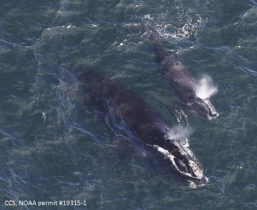 In this Thursday, April 11, 2019, photo provided by the Center for Coastal Studies, a baby right whale swims with its mother in Cape Cod Bay off Massachusetts. Researchers say they have located three right whale calves in the bay recently after finding none in 2018. The whales are among the rarest in the world. (Amy James/Center for Coastal Studies/NOAA permit 19315-1 via AP)