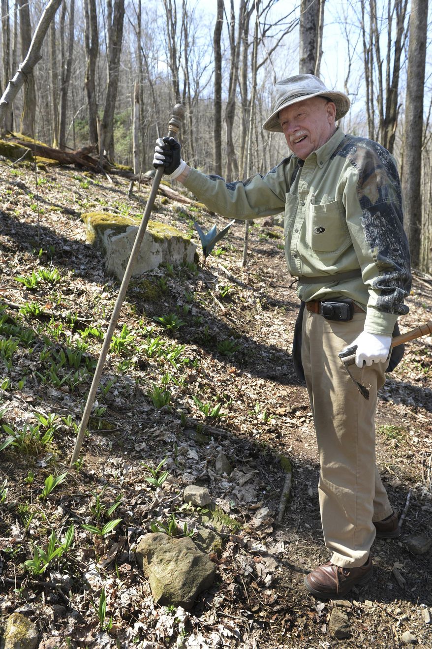 Glen Facemire is the Ramp Man of Richwood, WV walks through his woods in Richwood, W.V., April, 3, 2019 in search of ramps. Facemire, owner of what may be the world's only ramp farm and West Virginia's top promoter, educator and product developer of the aromatic, early spring herb, is planning to hang up his ramp hoe. (Kenny Kemp/Charleston Gazette-Mail via AP)