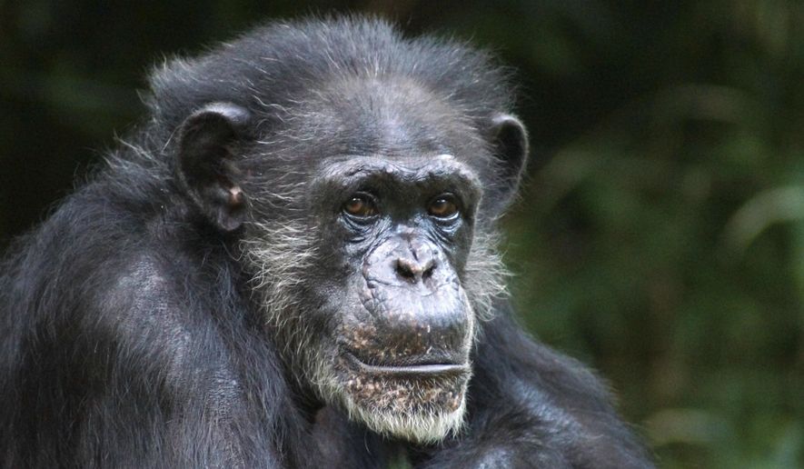 This undated image shows Maggie the chimpanzee who lived at the North Carolina Zoo in Asheboro, N.C. Zoo officials say the 46-year-old chimpanzee has died after 35 years as the dominant female of her group. In a news release, Maggie was humanely euthanized on Friday, April 12, 2019,  after health issues including an infection and lung problems.   (Jodi Wiley/North Carolina Zoo via AP)