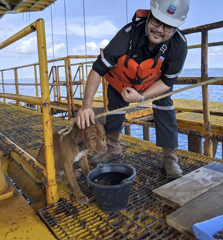 In this Friday, April 12, 2019, photo, a dog is taken care by an oil rig crew after being rescued in the Gulf of Thailand. The dog found swimming more than 220 kilometers (135 miles) from shore by an oil rig crew in the Gulf of Thailand was returned safely to land. Vitisak Payalaw, stationed on the rig belonging to Chevron Thailand Exploration and Production, said on his Facebook page the dog was glimpsed Friday swimming towards the platform, where it got a grip on a pole at sea level. (Vitisak Payalaw via AP)