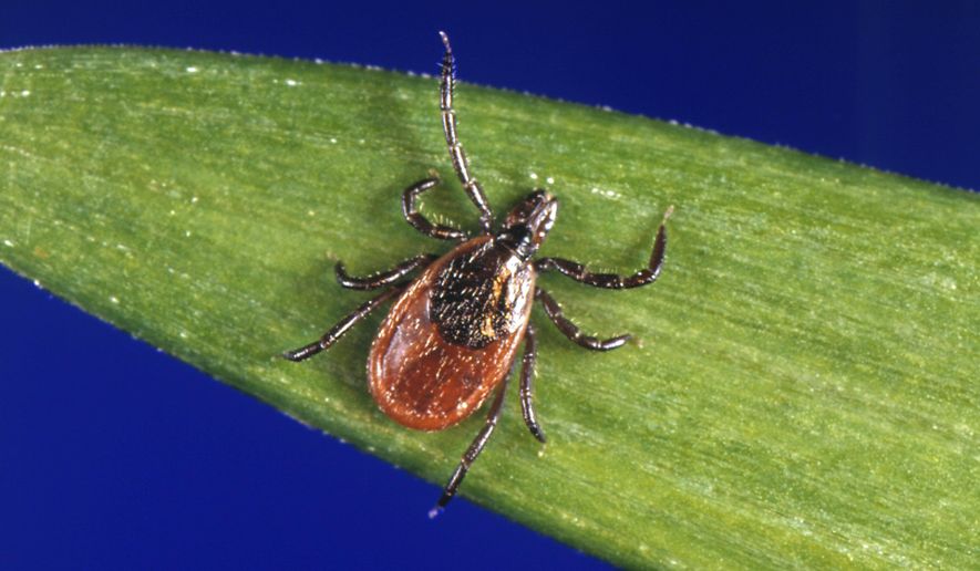 FILE - In this undated file photo provided by the U.S. Centers for Disease Control and Prevention (CDC), a blacklegged tick, also known as a deer tick, rests on a plant. Non-native ticks, including some with significant veterinary and medical importance, are showing up in Alaska and health officials fear a warmer climate may allow them to become established. A collaborative project between the University of Alaska and state wildlife and veterinary officials is working to understand the risk of non-native ticks such as blacklegged ticks and pathogens they could carry. (CDC via AP, File)