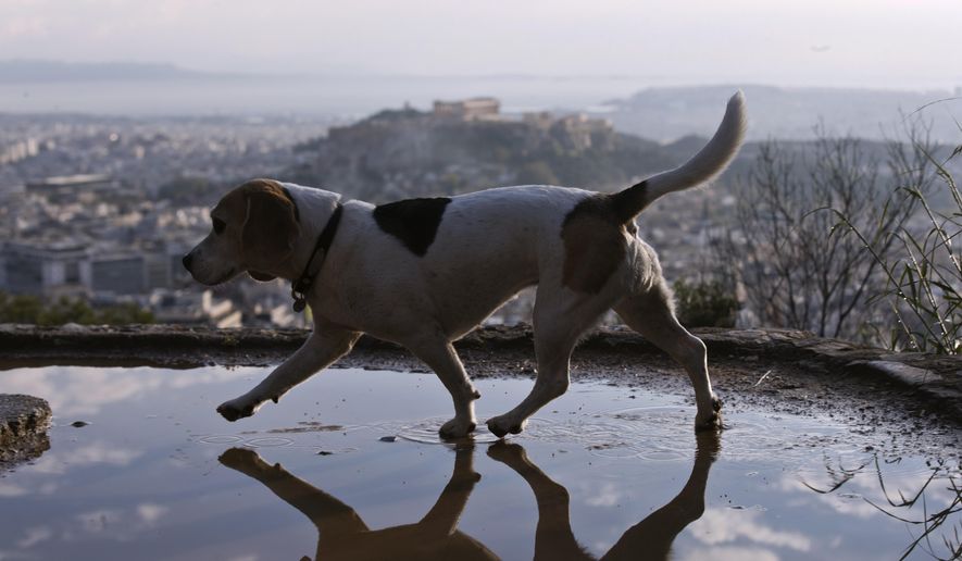 A dog walks on a puddle at Lycabettus hill as at the background is seen the city of Athens with the ancient Acropolis hill after a rainstorm, on Wednesday, April 17, 2019. A lightning bolt struck the Acropolis in Athens during a rainstorm Wednesday, lightly injuring two visitors and two guards but causing no damage to the country&#x27;s most famous ancient site, Greek officials said.(AP Photo/Petros Giannakouris)