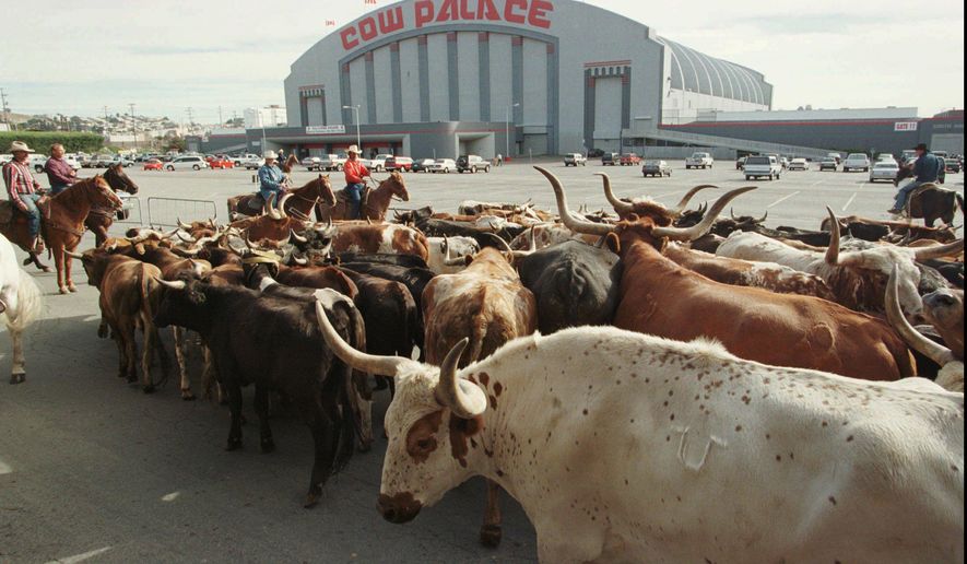FILE - In this Oct. 4, 1997, file photo, a herd of cattle is led into the parking lot of the Cow Palace during the cattle drive to the Grand National Rodeo in Daly City.  The governing board of the Cow Palace voted Tuesday, April 16, 2019,  not to hold shows after 2019, when a contract with the exhibitor Crossroads of the West expires. Lori Marshall, chief executive officer of the Cow Palace, says the decision was &amp;quot;mindful, although not necessarily governed by,&amp;quot; bans on gun shows in surrounding cities and counties. (AP Photo/Eric Risberg, File)