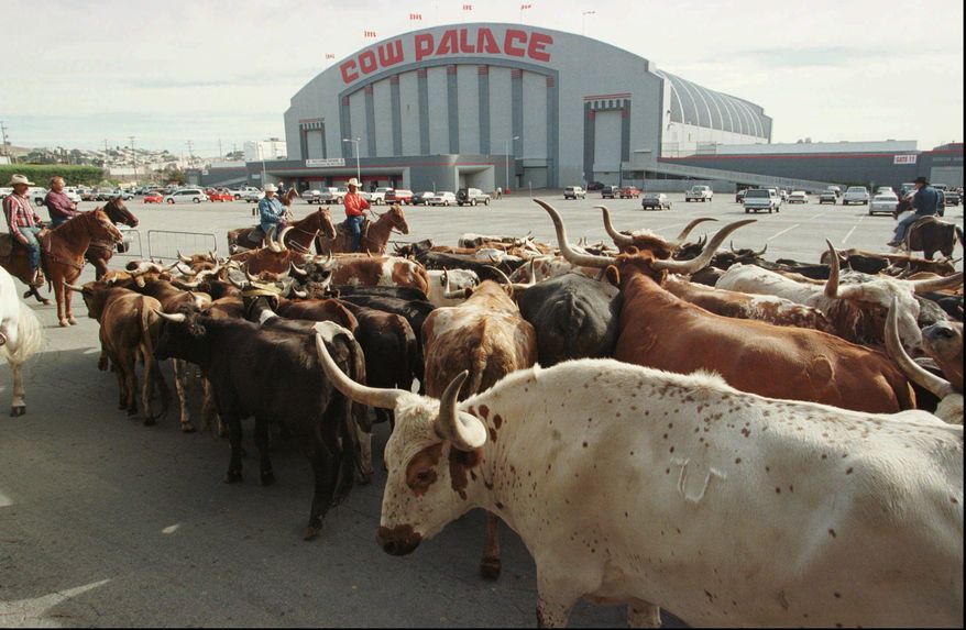 FILE - In this Oct. 4, 1997, file photo, a herd of cattle is led into the parking lot of the Cow Palace during the cattle drive to the Grand National Rodeo in Daly City.  The governing board of the Cow Palace voted Tuesday, April 16, 2019,  not to hold shows after 2019, when a contract with the exhibitor Crossroads of the West expires. Lori Marshall, chief executive officer of the Cow Palace, says the decision was &amp;quot;mindful, although not necessarily governed by,&amp;quot; bans on gun shows in surrounding cities and counties. (AP Photo/Eric Risberg, File)