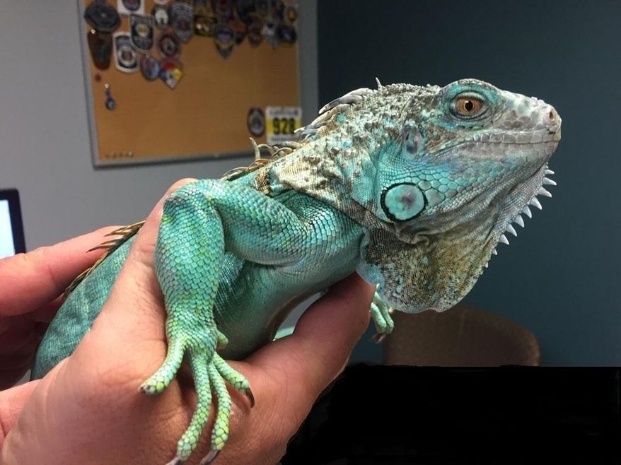 This photo provided by Painesville police shows an officer holding an iguana at the police station on Tuesday, April 16, 2019 in Painesville, Ohio. Police say an unruly customer at a restaurant pulled the iguana from under his shirt, swung it around and threw it at the manager. Police say they apprehended the suspect a few blocks away in the city roughly 30 miles (48 kilometers) northeast of Cleveland. Authorities did not say what provoked the attack. (Painesville Police Department via AP)